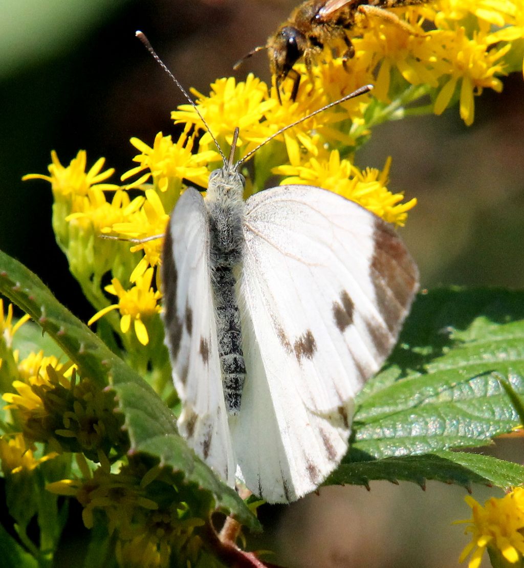 Pieris napi? S�